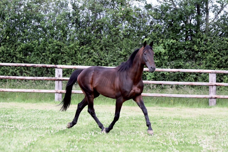 REAL DE LOU (Jag de ballouet-Kooka de lou par Coktail jet) ...