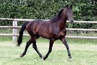 REAL DE LOU (Jag de bellouet- Kooka de lou par Coktail jet)...