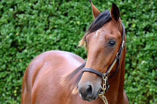 KYOTO DE LOU( Ouragan de celland-Esmeralda de lou par Real de Lou) ...
