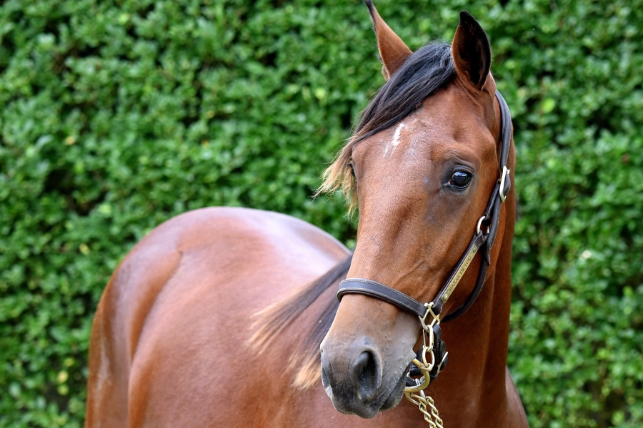 KYOTO DE LOU( Ouragan de celland-Esmeralda de lou par Real de Lou) ...