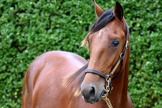 KYOTO DE LOU (Ouragan de celland-Esmeralda de lou par Real de lou)...