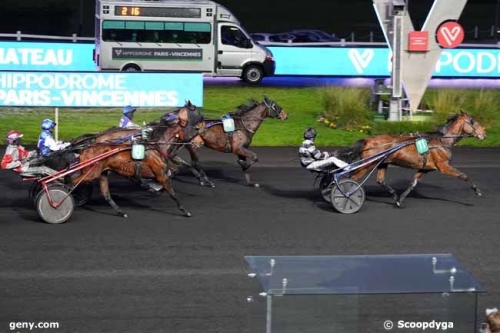 FALCO SACHA (Real de Lou- Nostalgique Sacha)