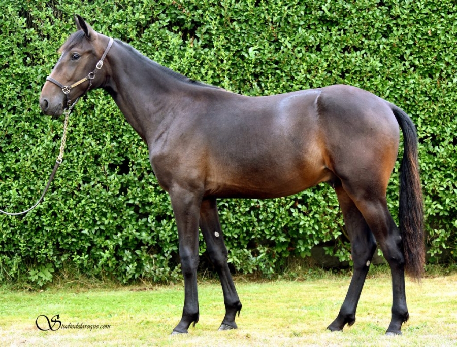 INCOGNITO DE LOU (Un amour d’haufor- Sierra de Lou)