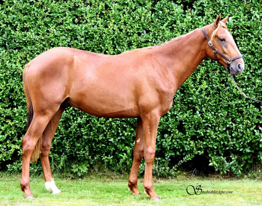 IBRA DE LOU (Un amour d’haufor-Venezia de Lou)