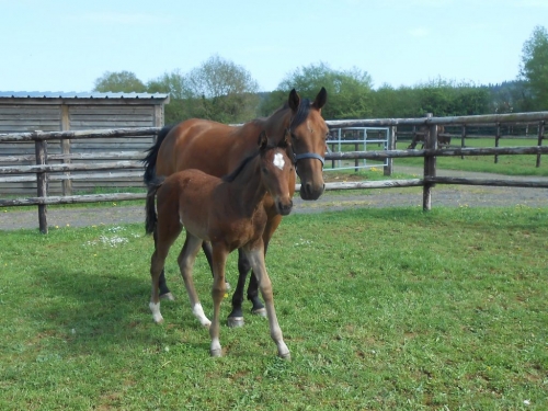 ISCO DE LOU ( Charly du noyer-Arabella de Lou)