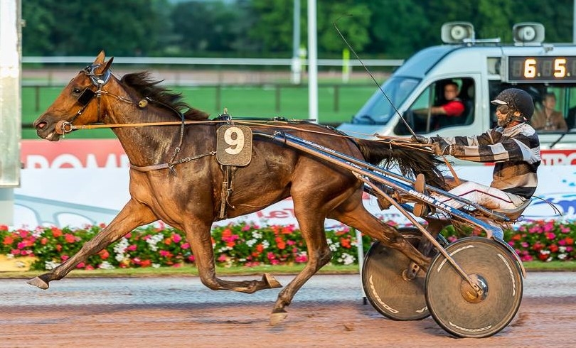 ERMINE DU LUDE (Real de Lou-Reine des Sables)