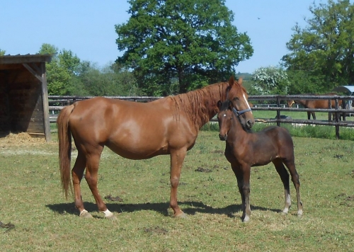 INTUITION DE LOU (Real de Lou-Bellissima de Lou)