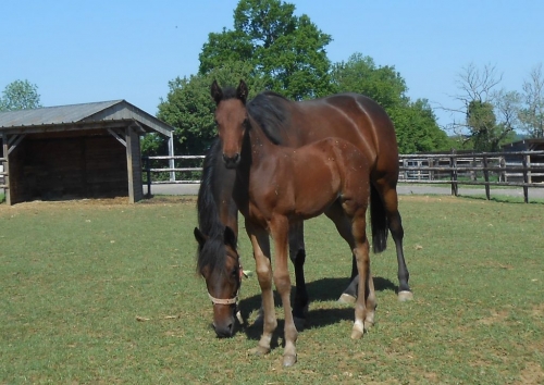 IVANJICA DE LOU (Real de Lou-Volvoreta de Lou)