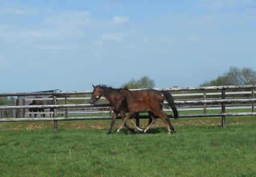 IPANEMA DE LOU(Sam bourbon-Selecao de Lou par Jag de...
