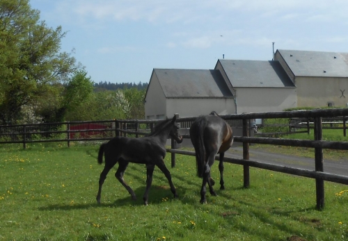 INZAGHI DE LOU (Real de Lou-Ukraine du vivier par Nice Love)