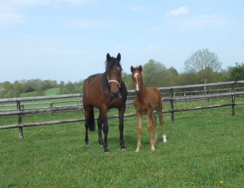 IBRA DE LOU (Un Amour d’haufor-Venezia de Lou par Biesolo)