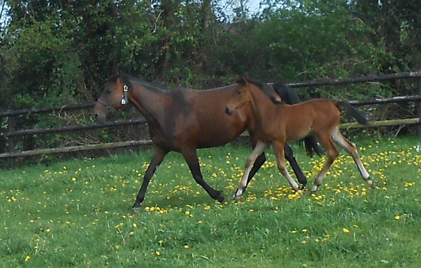 ILLICO DE LOU (Real de Lou-Buena vista de Lou par Goetmals wood)