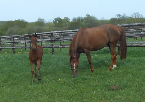 IMAVERA DE LOU (Real de Lou-Conchita de Lou)