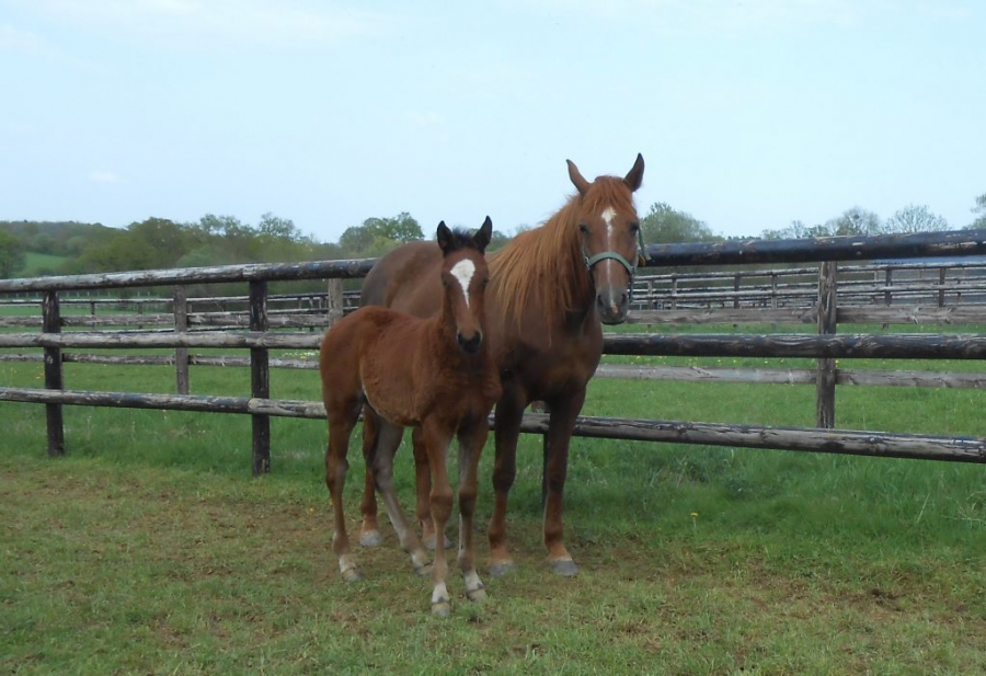 IVANA DE LOU (Real de Lou-Tania de Lou par And arifant))