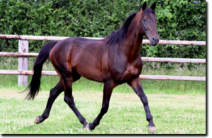 REAL DE LOU (Jag de Bellouet-Kooka de Lou)