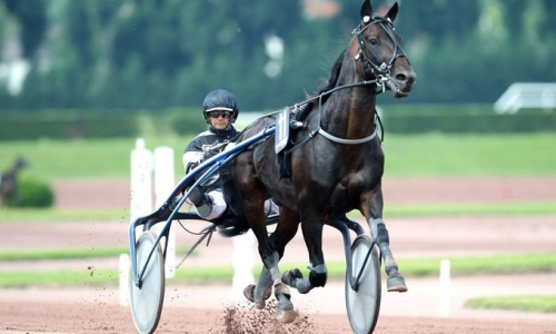 REAL DE LOU (Jag de bellouet- Kooka de Lou par Coktail jet)