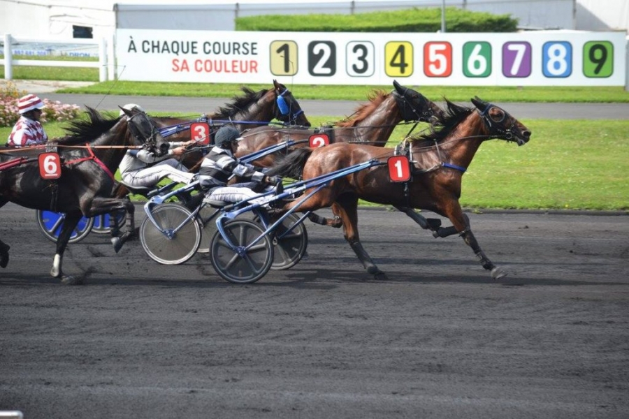 FALCO SACHA ( Real de Lou-Nostalgique Sacha)