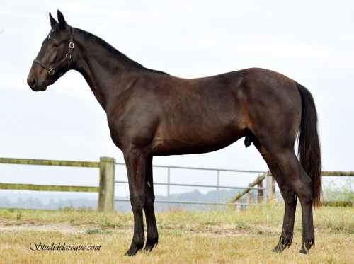 JESOLO DE LOU (Bold Eagle-Riviera de Lou)