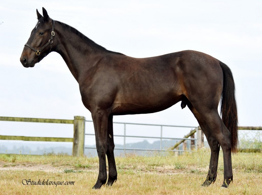 JESOLO DE LOU (Bold Eagle-Riviera de Lou)