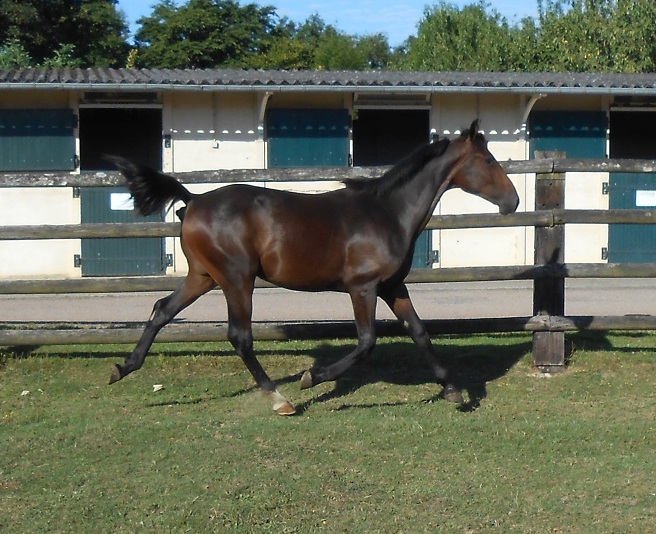 EL CHOCLO DE LOU (Real de Lou-Tanga de Lou)