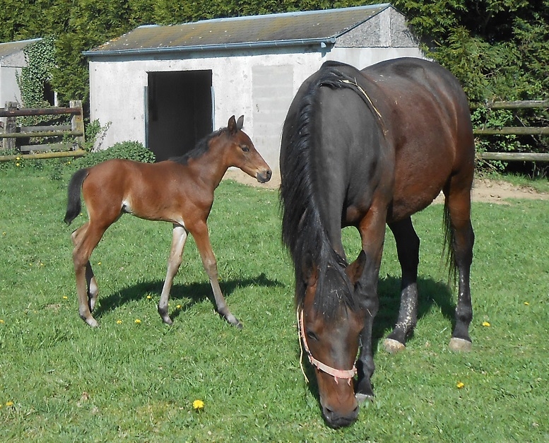 HELIOS DE LOU ( Real de Lou- Unora de Lou par Goetmals wood)