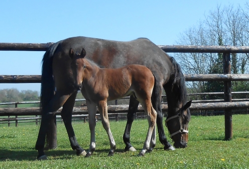 HAGI DE LOU (Real de Lou-Volvoreta de Lou par Goetmals wood)