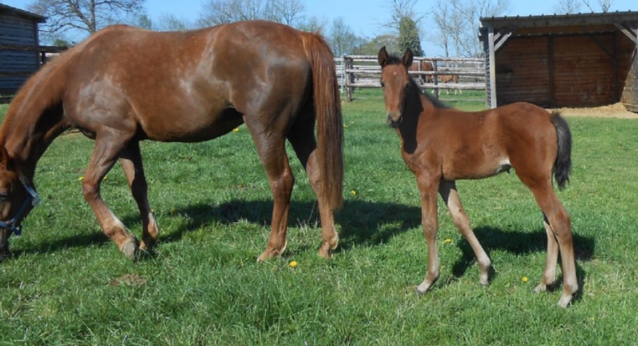 HOLGA DE LOU (Real de Lou – Tania de Lou par And Arifant)