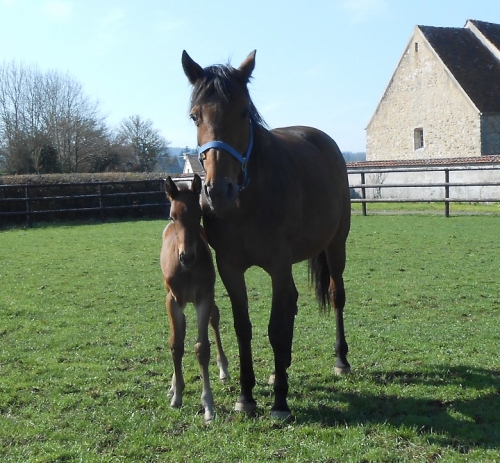HIERRO DE LOU (Sam bourbon-Kooka de Lou)