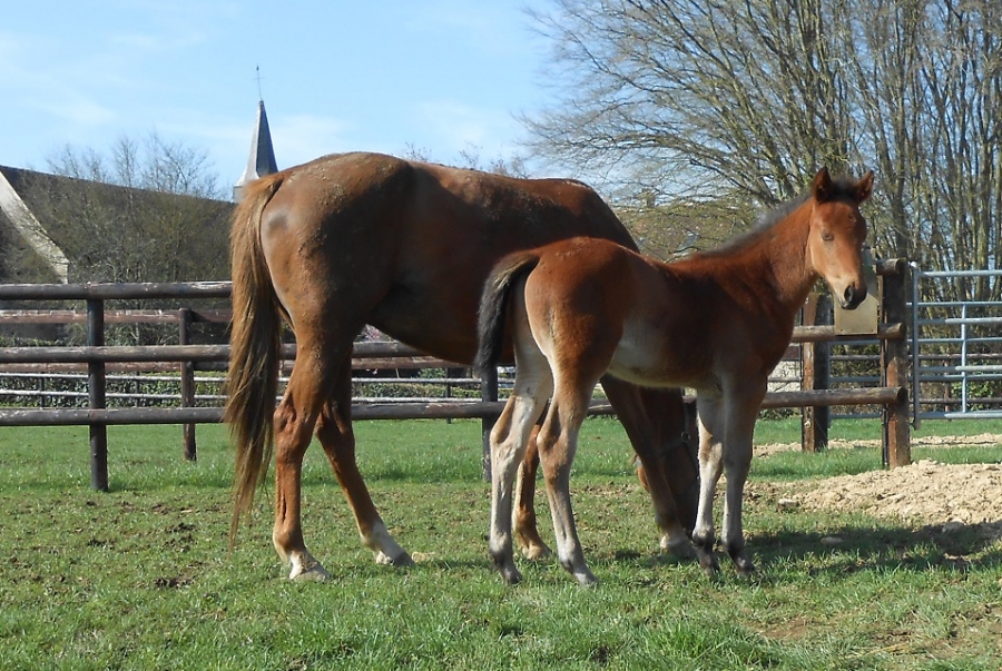 HIDALGO DE LOU (Real de Lou-Bahama de Lou)