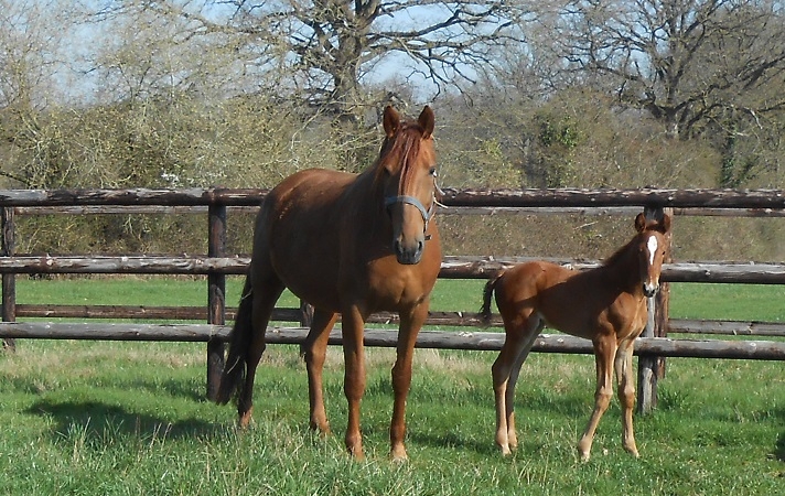 HABY DE LOU (Password-Cantare de Lou)