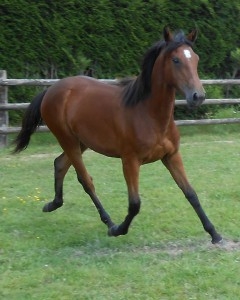 DONOSTIA DE LOU (Real de Lou-Ruanita de Lou)