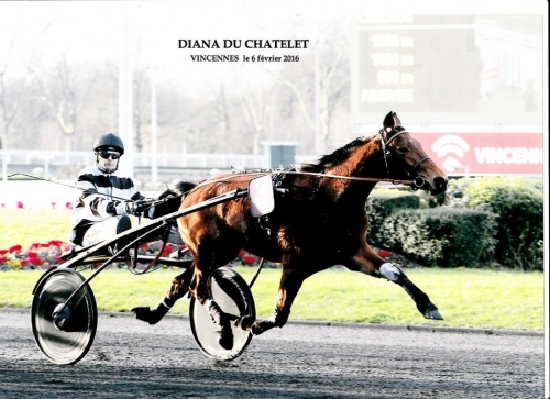 DIANA DU CHATELET (Real de Lou-Tirade du chatelet)