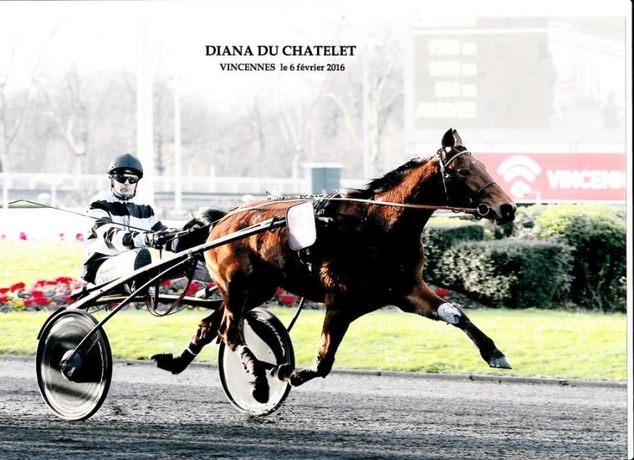 DIANA DU CHATELET (Real de Lou-Tirade du chatelet)