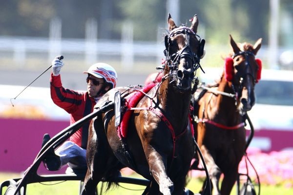 VOLARE DE LOU (Korean-Pareastern de Lou)